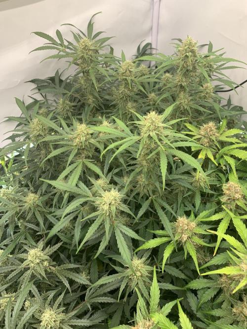 5.Grow: NewSetup Testrun 4 Fastbuds Aut.. Week 9 - 6.12. Frost Banger