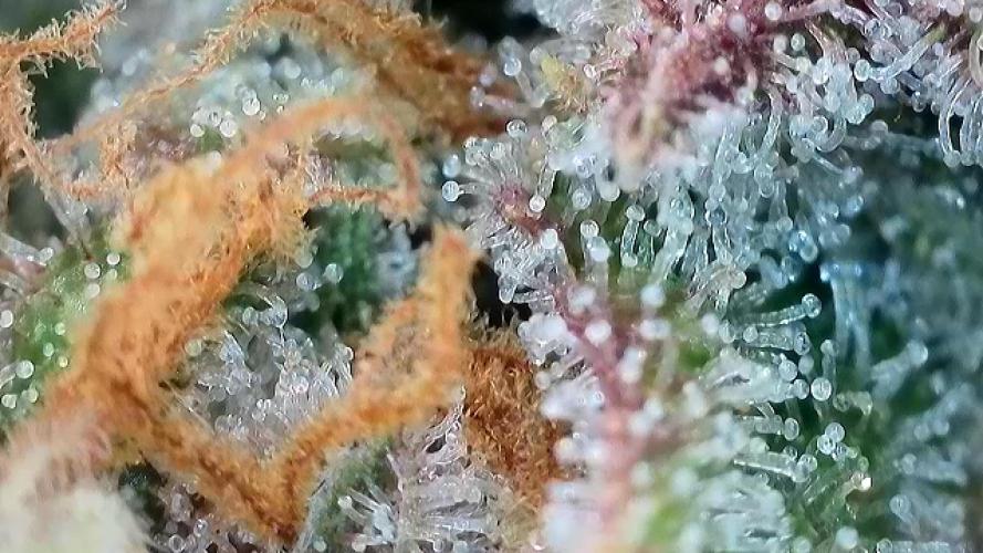 5.Grow: NewSetup Testrun 4 Fastbuds Aut.. Week 10 - 7.12. Papaya Cookies 