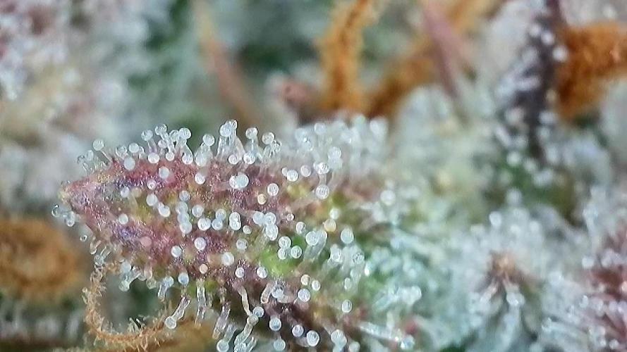 5.Grow: NewSetup Testrun 4 Fastbuds Aut.. Week 10 - 7.12. Papaya Cookies 