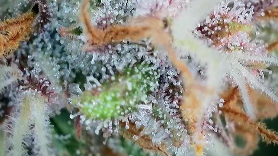 5.Grow: NewSetup Testrun 4 Fastbuds Aut.. Week 10 - 7.12. Papaya Cookies 