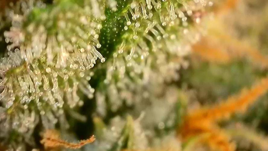 5.Grow: NewSetup Testrun 4 Fastbuds Aut.. Week 10 - 7.12. Papaya Cookies 