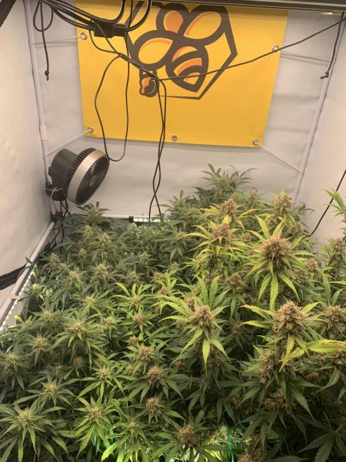 5.Grow: NewSetup Testrun 4 Fastbuds Aut.. Week 10 - 7.12.