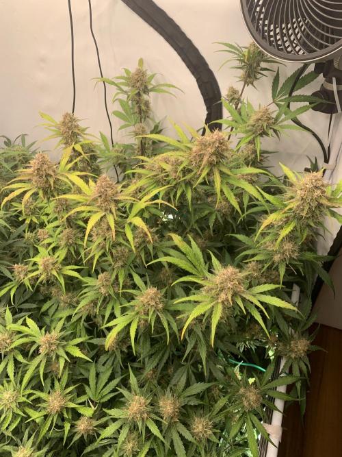 5.Grow: NewSetup Testrun 4 Fastbuds Aut.. Week 10 - 7.12. Papaya Cookies