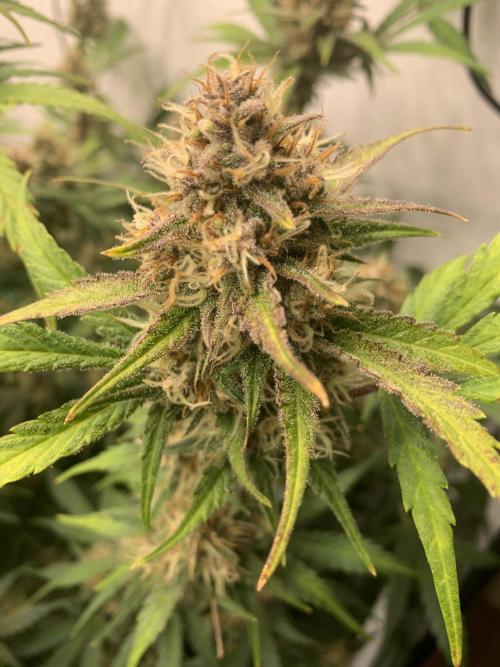 5.Grow: NewSetup Testrun 4 Fastbuds Aut.. Week 10 - 7.12. Papaya Cookies