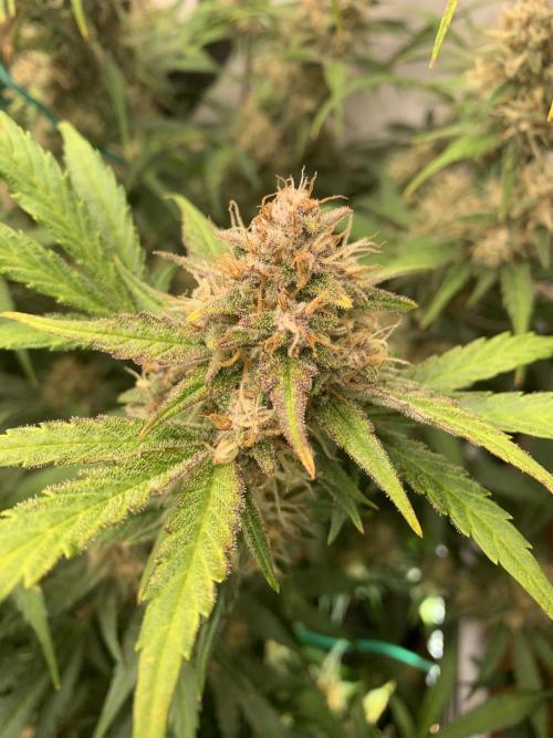 5.Grow: NewSetup Testrun 4 Fastbuds Aut.. Week 10 - 7.12. Papaya Cookies