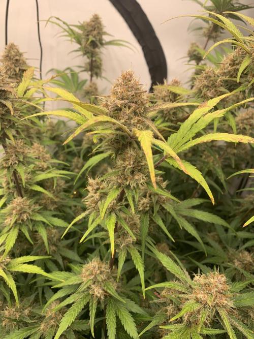 5.Grow: NewSetup Testrun 4 Fastbuds Aut.. Week 10 - 7.12. Papaya Cookies