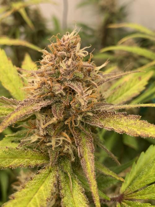 5.Grow: NewSetup Testrun 4 Fastbuds Aut.. Week 10 - 7.12. Papaya Cookies