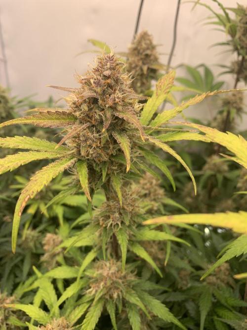 5.Grow: NewSetup Testrun 4 Fastbuds Aut.. Week 10 - 7.12. Papaya Cookies