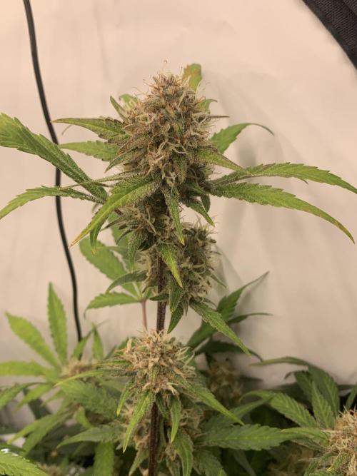 5.Grow: NewSetup Testrun 4 Fastbuds Aut.. Week 10 - 7.12. Papaya Cookies