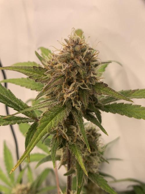 5.Grow: NewSetup Testrun 4 Fastbuds Aut.. Week 10 - 7.12. Papaya Cookies