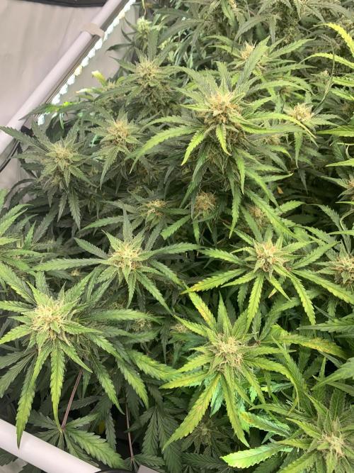 5.Grow: NewSetup Testrun 4 Fastbuds Aut.. Week 10 - 7.12. Z-Up