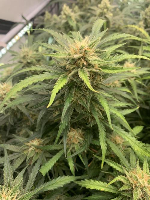 5.Grow: NewSetup Testrun 4 Fastbuds Aut.. Week 10 - 7.12. Z-Up