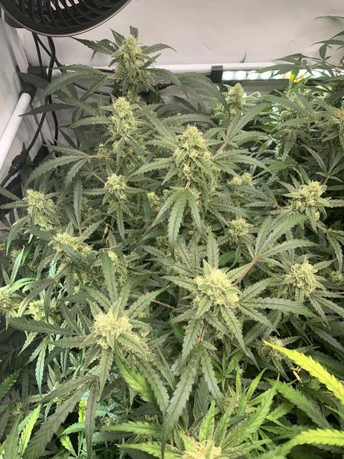 5.Grow: NewSetup Testrun 4 Fastbuds Aut.. Week 10 - 7.12. Z-Up