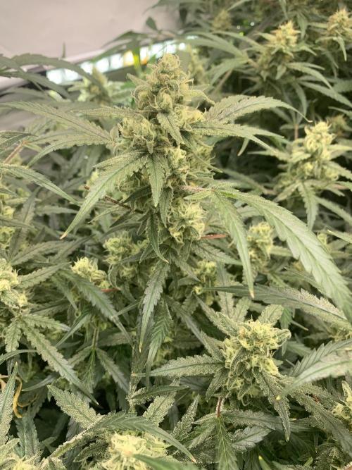 5.Grow: NewSetup Testrun 4 Fastbuds Aut.. Week 10 - 7.12. Z-Up