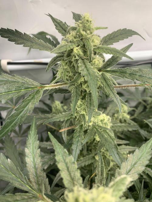 5.Grow: NewSetup Testrun 4 Fastbuds Aut.. Week 10 - 7.12. Z-Up