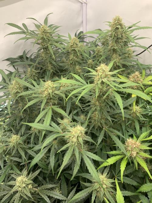 5.Grow: NewSetup Testrun 4 Fastbuds Aut.. Week 10 - 7.12. Frost Banger