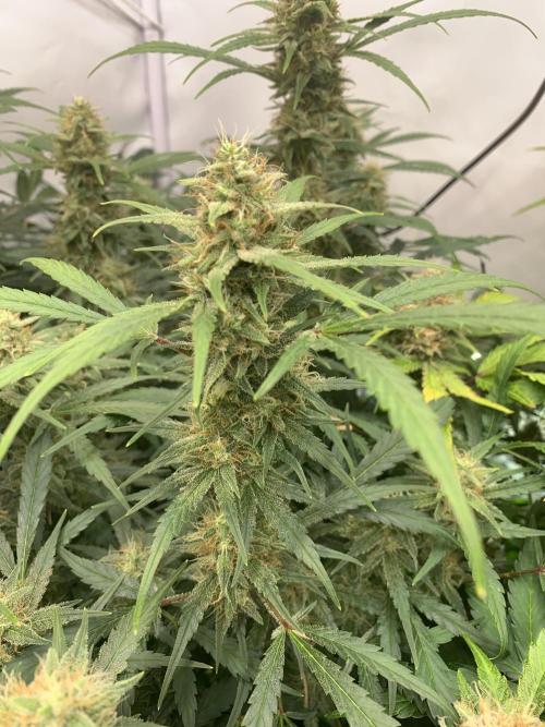 5.Grow: NewSetup Testrun 4 Fastbuds Aut.. Week 10 - 7.12. Frost Banger