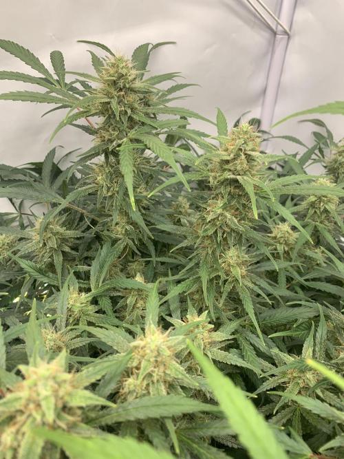 5.Grow: NewSetup Testrun 4 Fastbuds Aut.. Week 10 - 7.12. Frost Banger