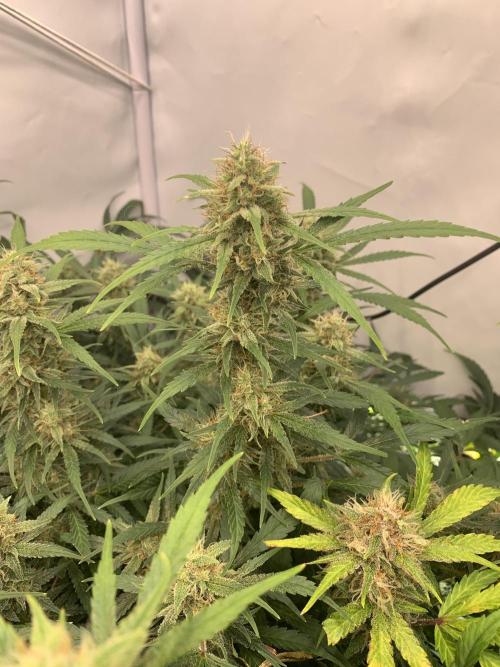 5.Grow: NewSetup Testrun 4 Fastbuds Aut.. Week 10 - 7.12. Frost Banger