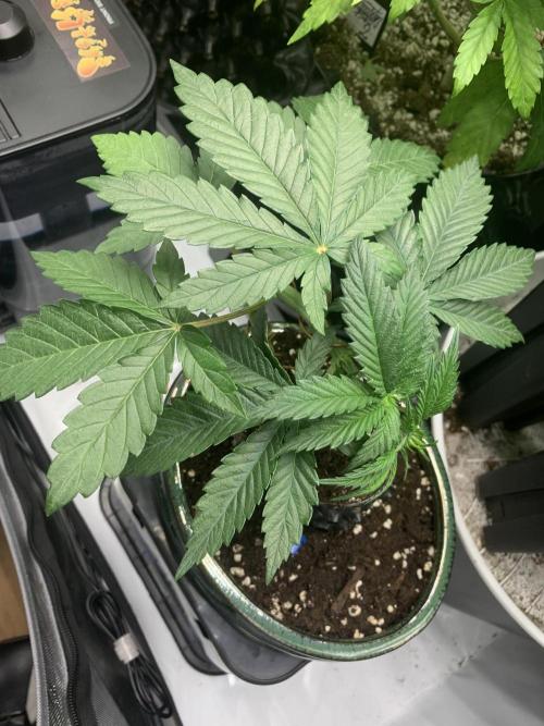 1.Bonsai: Lemon Cherry Runtz✌️. Week 4 - 7.12.