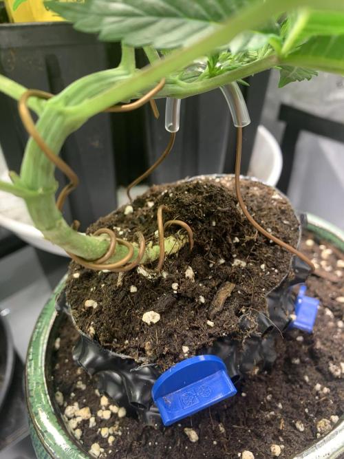 1.Bonsai: Lemon Cherry Runtz✌️. Week 4 - 7.12.