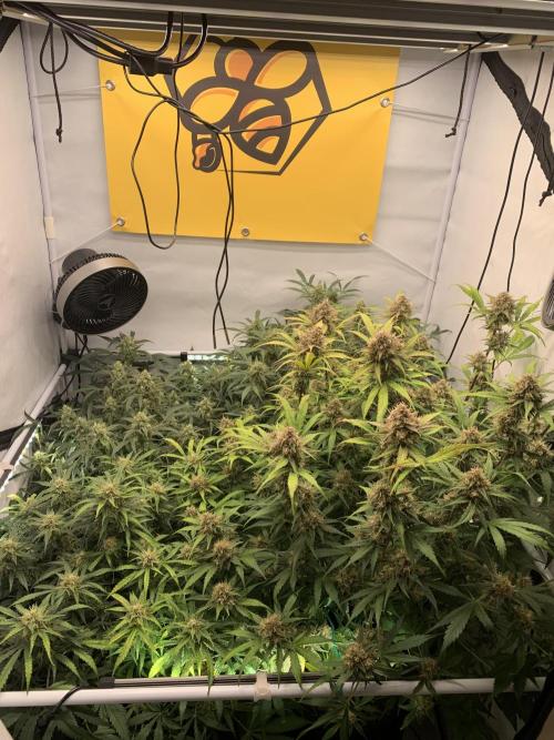 5.Grow: NewSetup Testrun 4 Fastbuds Aut.. Week 10 - 8.12.