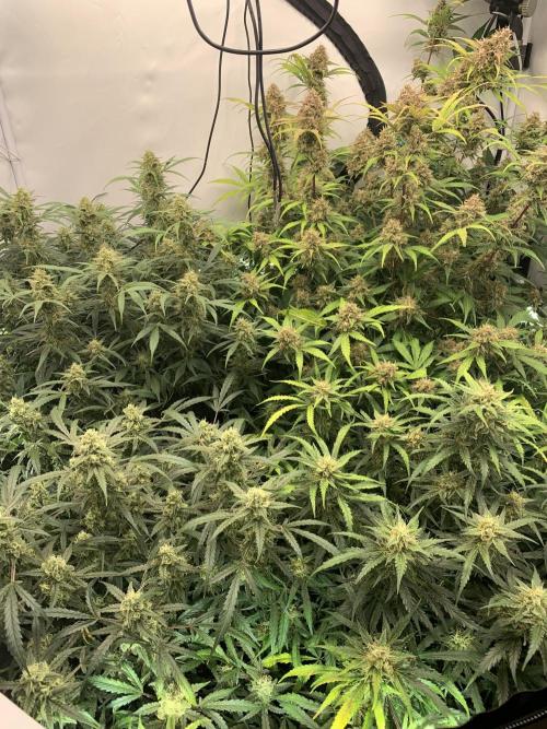 5.Grow: NewSetup Testrun 4 Fastbuds Aut.. Week 10 - 8.12.