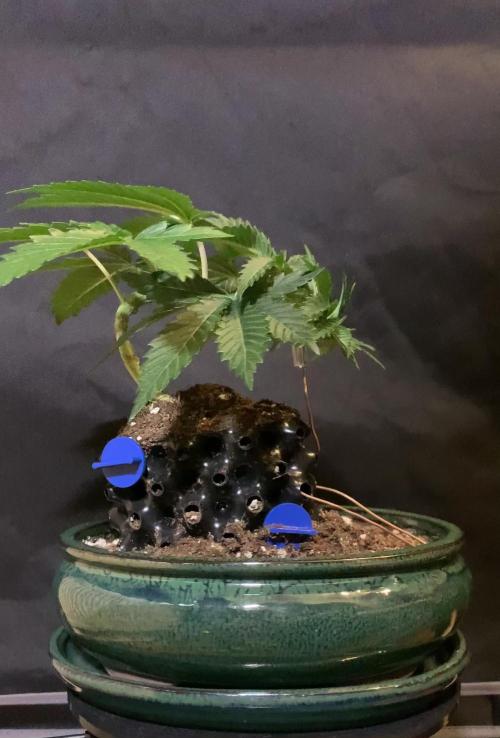 1.Bonsai: Lemon Cherry Runtz✌️