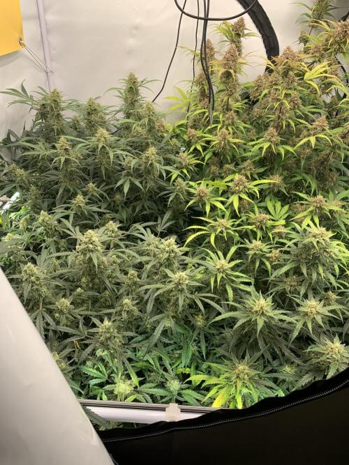 5.Grow: NewSetup Testrun 4 Fastbuds Aut.. Week 10 - 9.12.