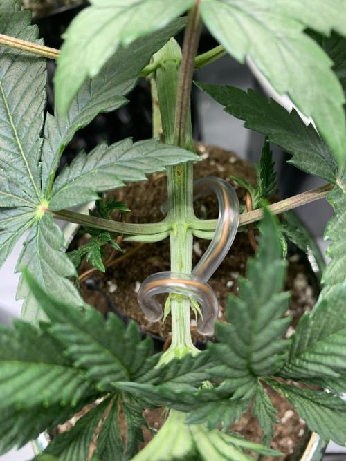 1.Bonsai: Lemon Cherry Runtz✌️. Week 4 - 10.12.