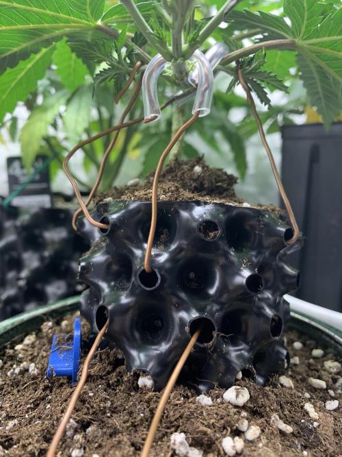 1.Bonsai: Lemon Cherry Runtz✌️. Week 4 - 10.12.