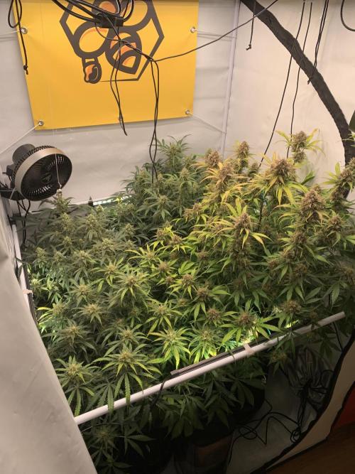 5.Grow: NewSetup Testrun 4 Fastbuds Aut.. Week 10 - 10.12.