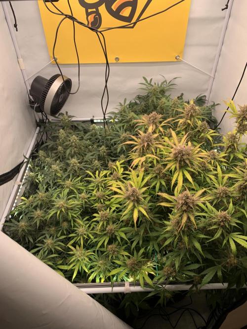 5.Grow: NewSetup Testrun 4 Fastbuds Aut.. Week 10 - 11.12.