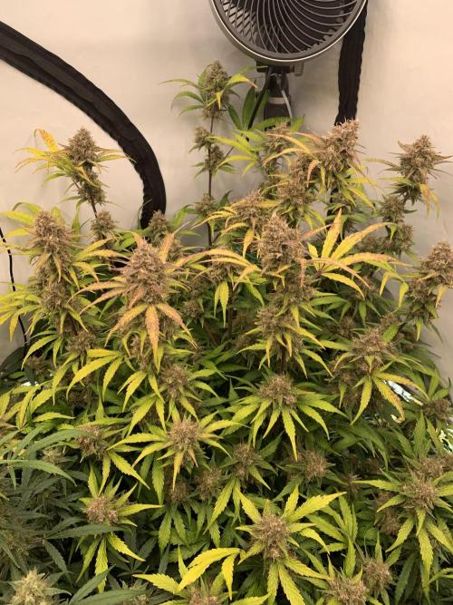 5.Grow: NewSetup Testrun 4 Fastbuds Aut.. Week 10 - 11.12. Papaya Cookies 