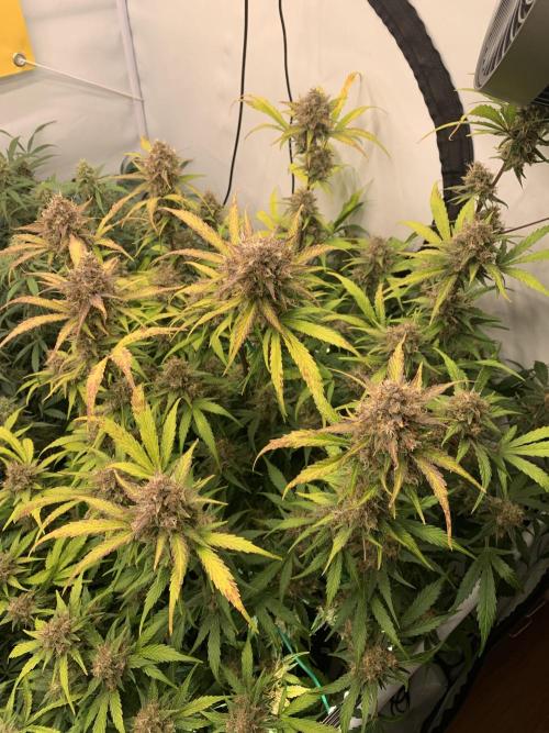 5.Grow: NewSetup Testrun 4 Fastbuds Aut.. Week 10 - 11.12. Papaya Cookies 