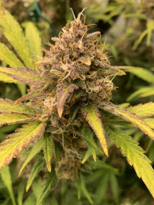 5.Grow: NewSetup Testrun 4 Fastbuds Aut.. Week 10 - 11.12. Papaya Cookies 