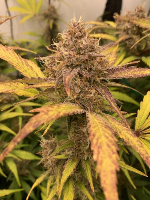 5.Grow: NewSetup Testrun 4 Fastbuds Aut.. Week 10 - 11.12. Papaya Cookies 