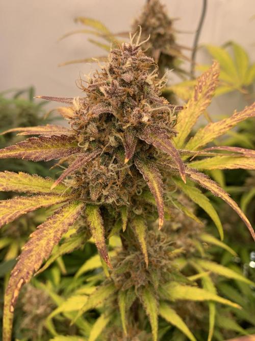 5.Grow: NewSetup Testrun 4 Fastbuds Aut.. Week 10 - 11.12. Papaya Cookies 