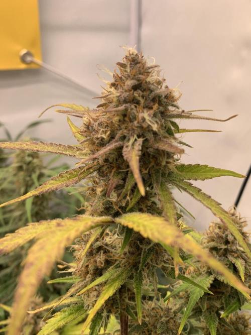 5.Grow: NewSetup Testrun 4 Fastbuds Aut.. Week 10 - 11.12. Papaya Cookies 