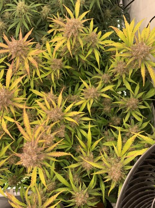 5.Grow: NewSetup Testrun 4 Fastbuds Aut.. Week 10 - 11.12. Papaya Cookies 