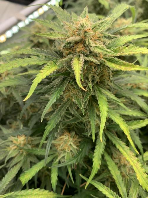 5.Grow: NewSetup Testrun 4 Fastbuds Aut.. Week 10 - 11.12. Z-Up