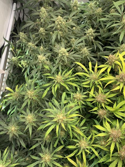 5.Grow: NewSetup Testrun 4 Fastbuds Aut.. Week 10 - 11.12. Z-Up‘s