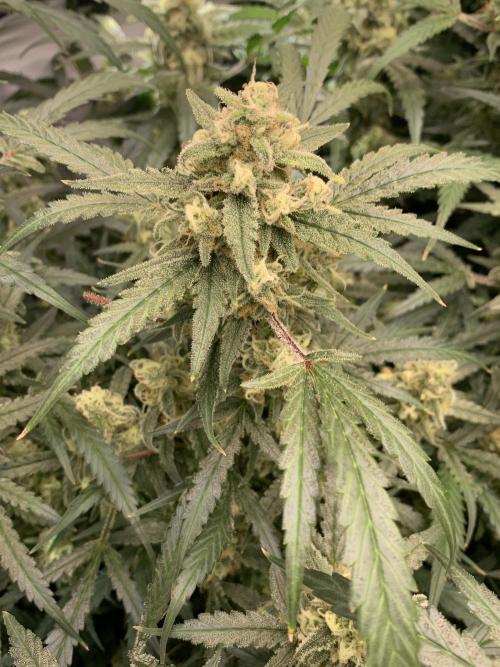 5.Grow: NewSetup Testrun 4 Fastbuds Aut.. Week 10 - 11.12. Z-Up