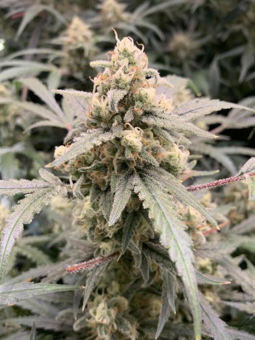 5.Grow: NewSetup Testrun 4 Fastbuds Aut.. Week 10 - 11.12. Z-Up