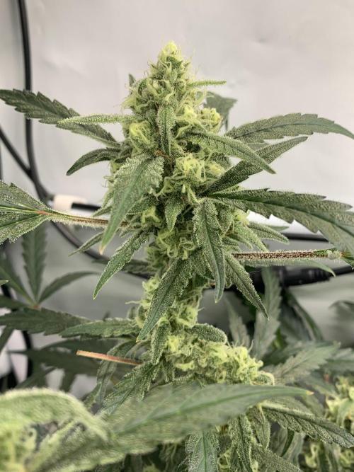 5.Grow: NewSetup Testrun 4 Fastbuds Aut.. Week 10 - 11.12. Z-Up