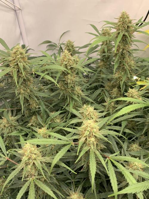 5.Grow: NewSetup Testrun 4 Fastbuds Aut.. Week 10 - 11.12. Frost Banger