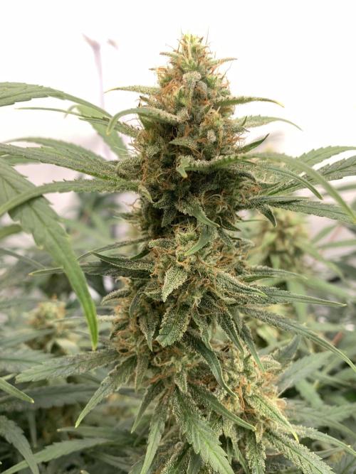 5.Grow: NewSetup Testrun 4 Fastbuds Aut.. Week 10 - 11.12. Frost Banger