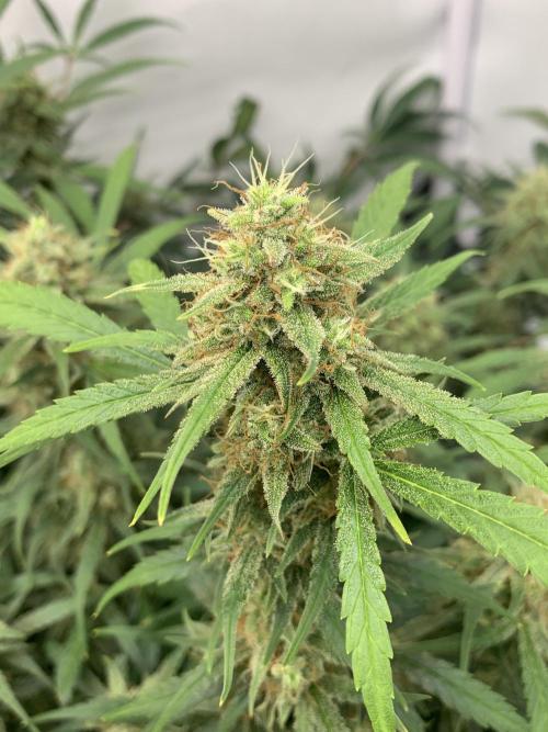 5.Grow: NewSetup Testrun 4 Fastbuds Aut.. Week 10 - 11.12. Frost Banger