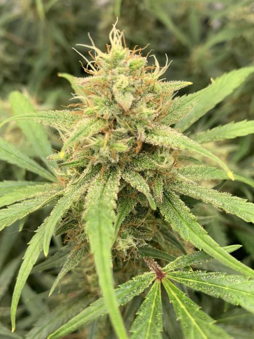 5.Grow: NewSetup Testrun 4 Fastbuds Aut.. Week 10 - 11.12. Frost Banger