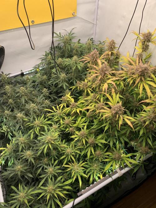 5.Grow: NewSetup Testrun 4 Fastbuds Aut.. Week 10 - 12.12.